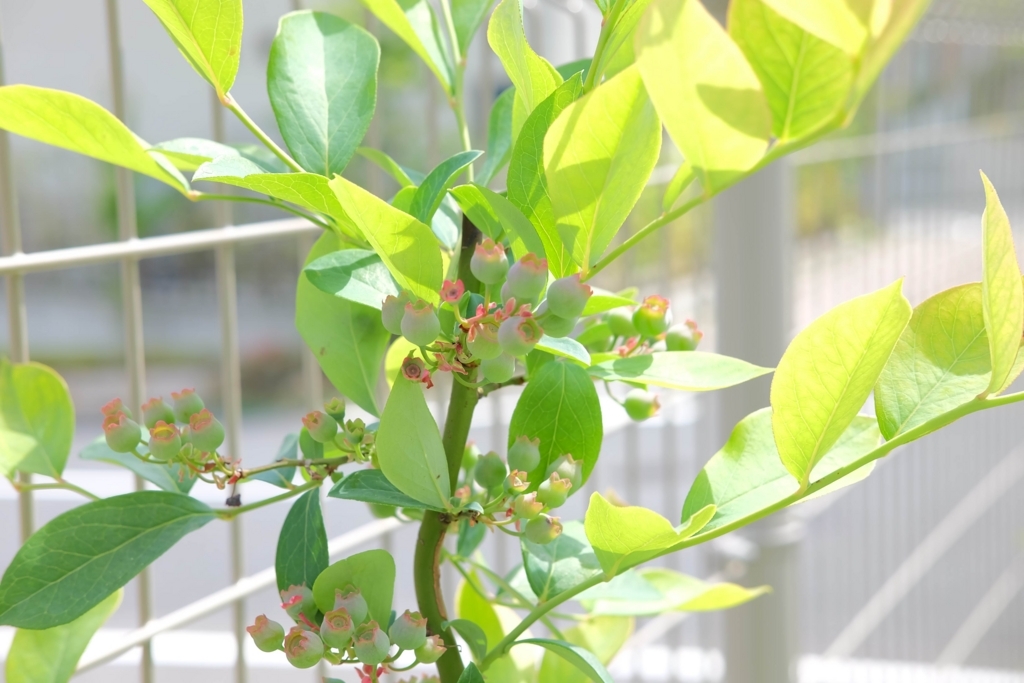 ブルーベリー　5月　実