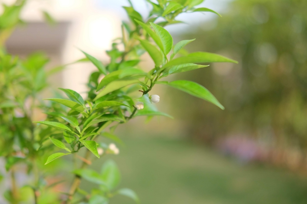f:id:annchee:20180524163240j:plain