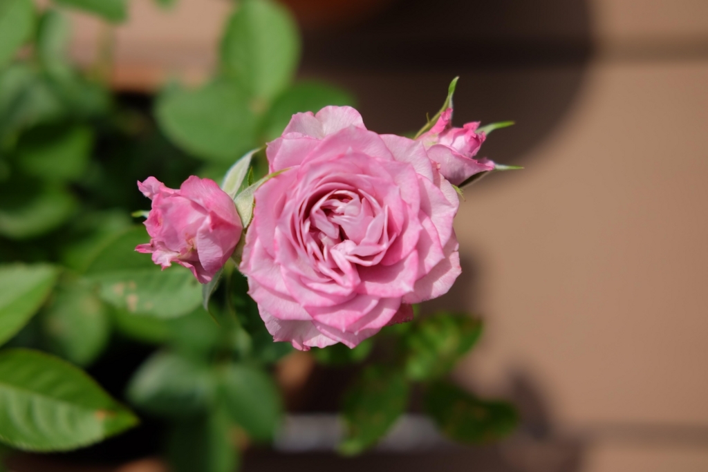 f:id:annchee:20180525205711j:plain
