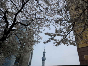 f:id:anne0624:20130326132720j:image:w360