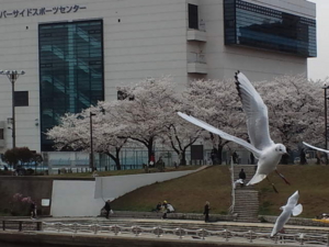 f:id:anne0624:20130326142709j:image:w360