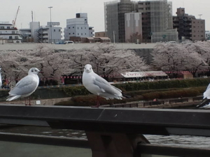 f:id:anne0624:20130326142806j:image:w360