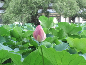 f:id:anne0624:20140718140638j:image:w360