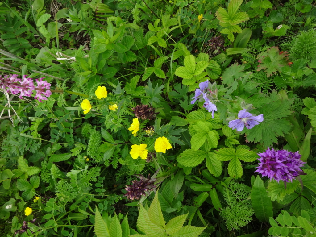 f:id:annee:20170707111516j:plain f:id:annee:20170707111516j:plain