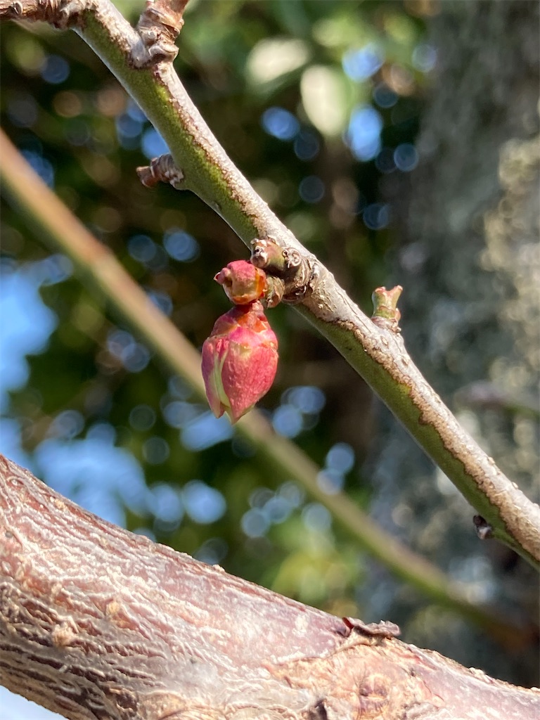 f:id:annei-aikid:20240109203201j:image