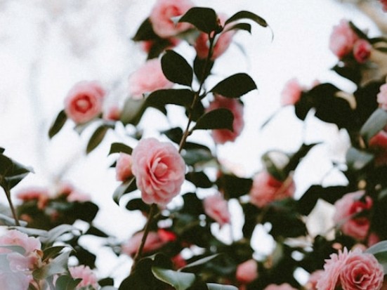 f:id:annem:20260221232054j:image