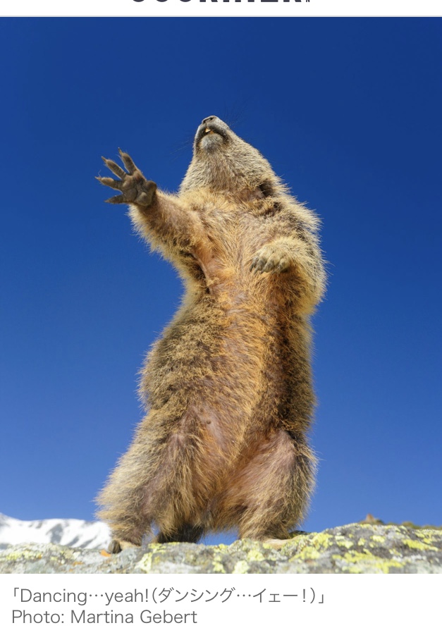 f:id:anneneville:20200118120337j:plain f:id:anneneville:20200118120337j:plain