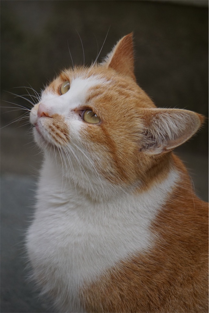 f:id:annesea:20151114204546j:image f:id:annesea:20151114204546j:image