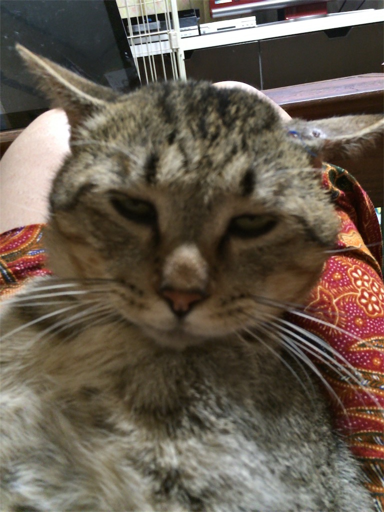 f:id:annesea:20160918221552j:image