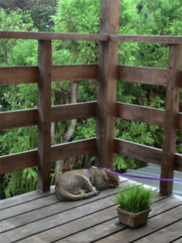 f:id:annesea:20160925211347j:image f:id:annesea:20160925211347j:image