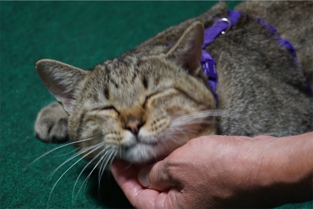 f:id:annesea:20161010002732j:image f:id:annesea:20161010002732j:image