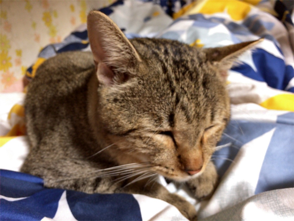 f:id:annesea:20161012224945j:image