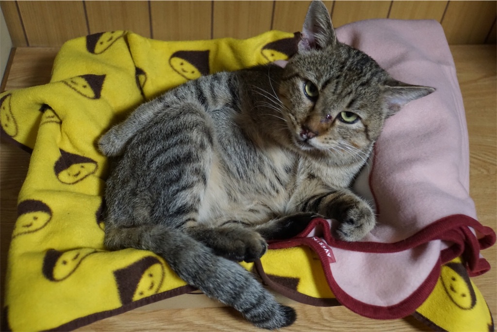 f:id:annesea:20161027234520j:image