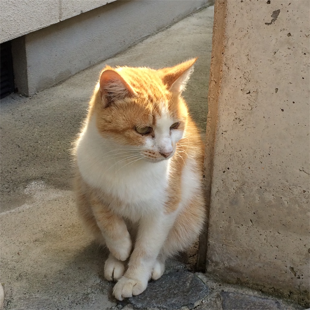 f:id:annesea:20161105004011j:image