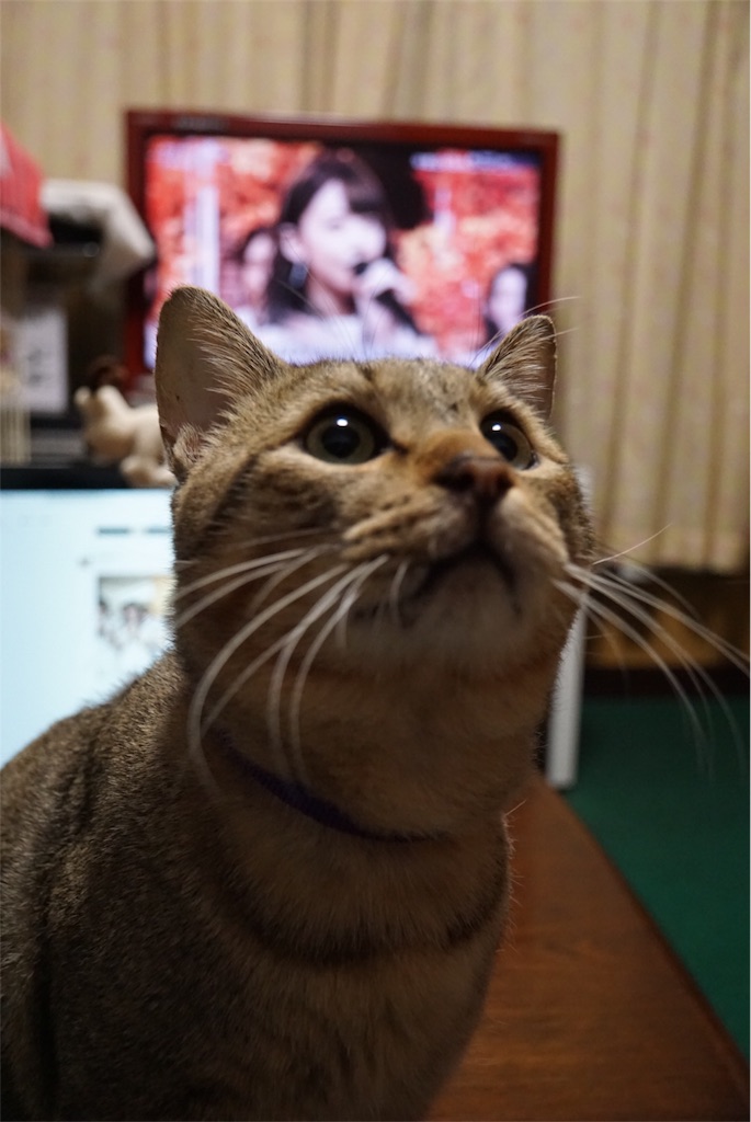 f:id:annesea:20161105004033j:image