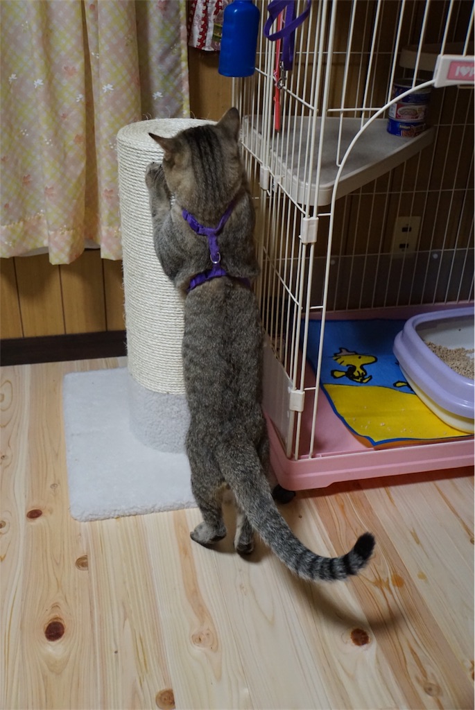 f:id:annesea:20161108232128j:image