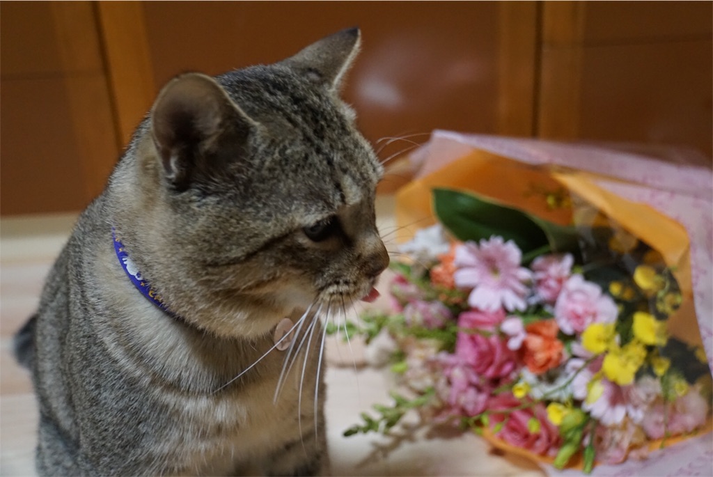 f:id:annesea:20161130205109j:image