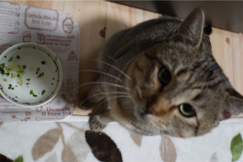 f:id:annesea:20161205223135j:image