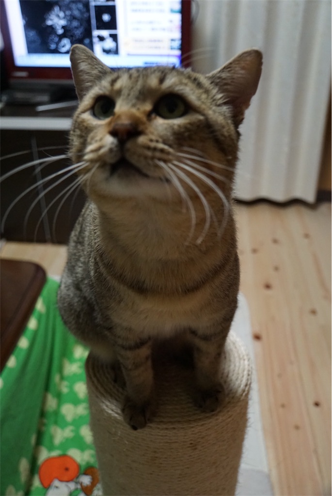 f:id:annesea:20161213004705j:image