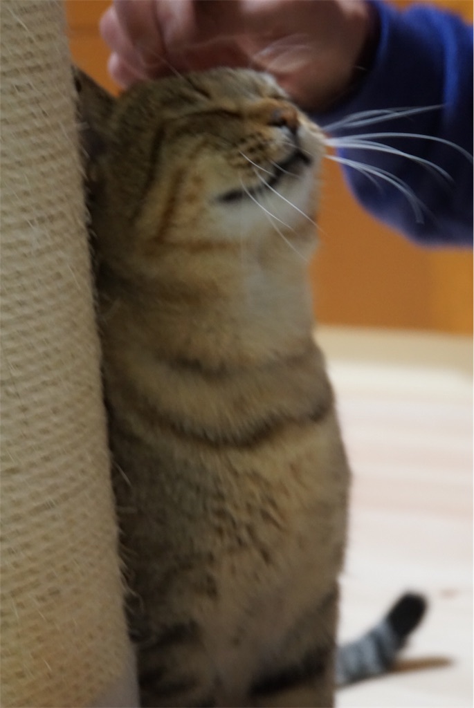 f:id:annesea:20161222032046j:image