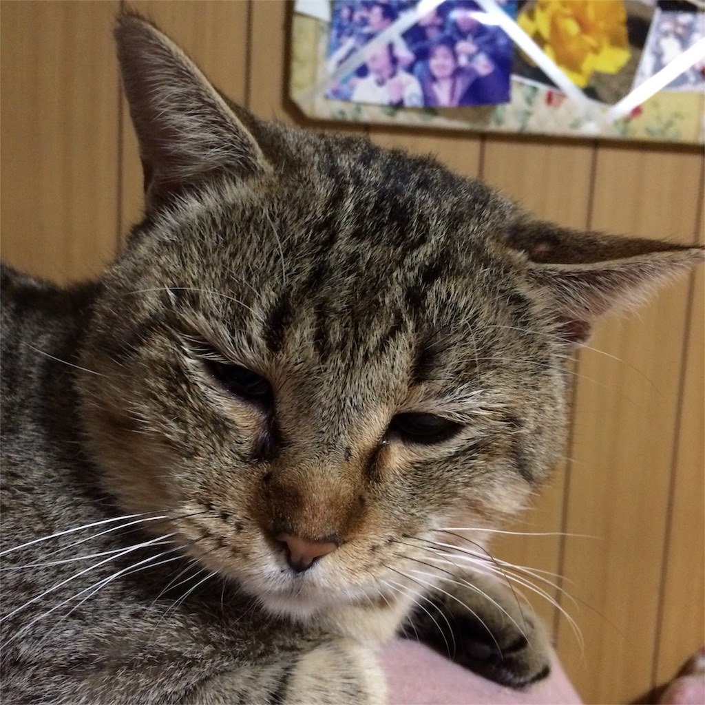 f:id:annesea:20161227062538j:image f:id:annesea:20161227062538j:image
