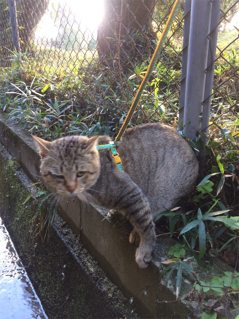 f:id:annesea:20161231232333j:image