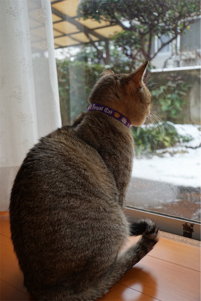 f:id:annesea:20170121233751j:image f:id:annesea:20170121233751j:image