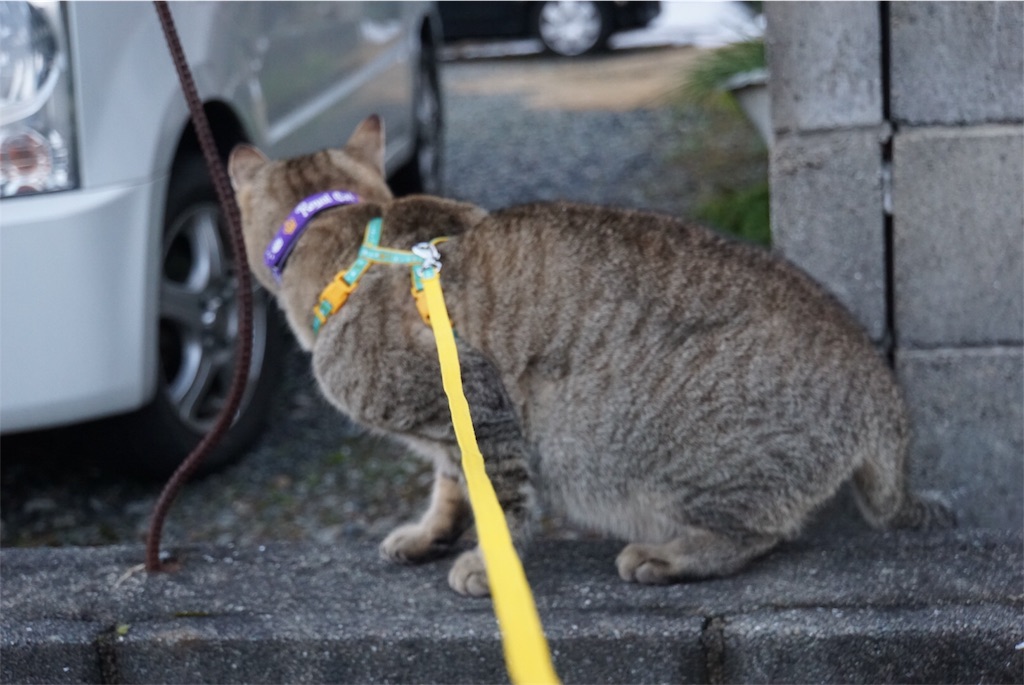 f:id:annesea:20170122225758j:image