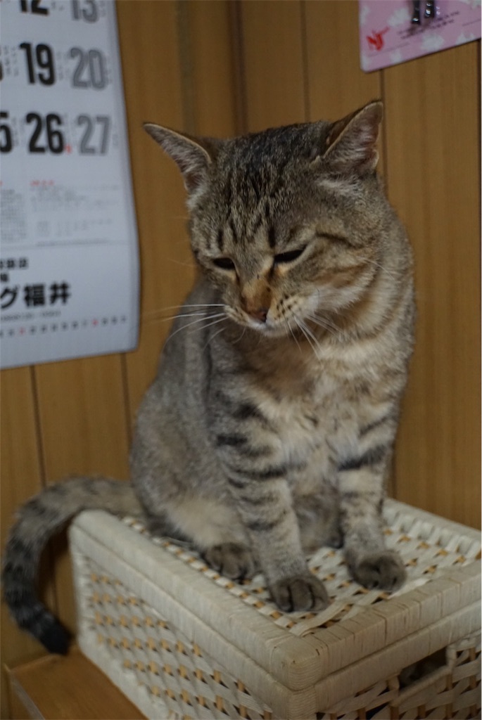 f:id:annesea:20170430011940j:image f:id:annesea:20170430011940j:image