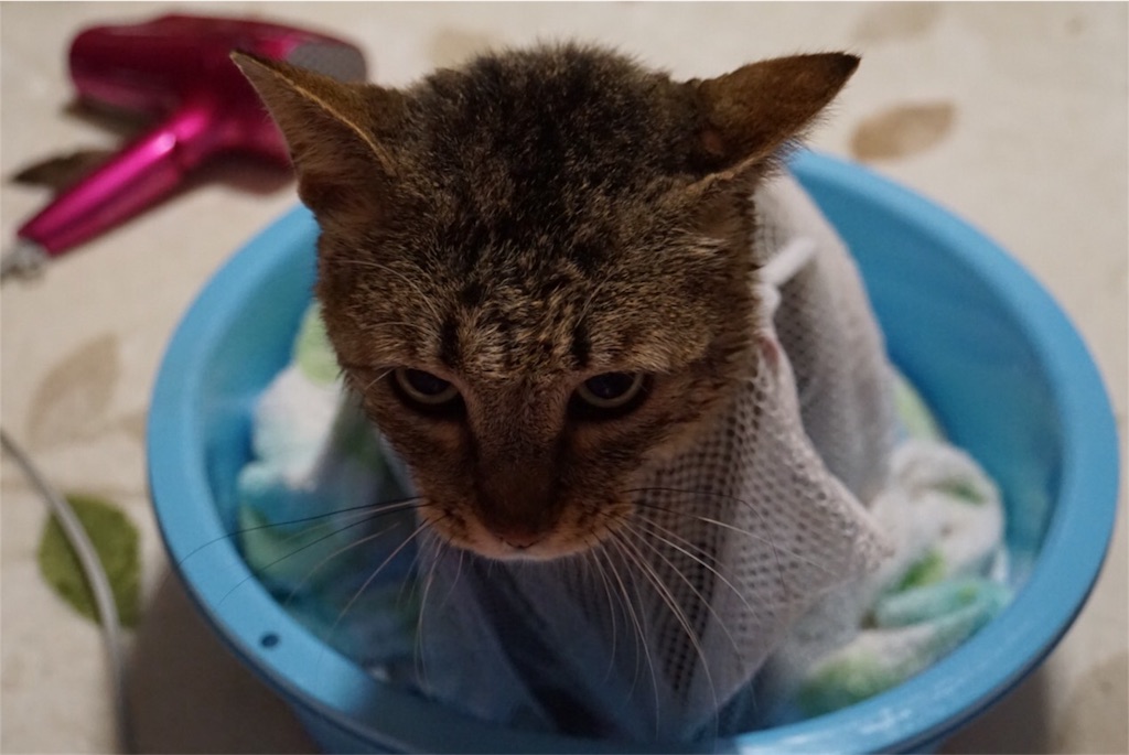 f:id:annesea:20170430012038j:image f:id:annesea:20170430012038j:image