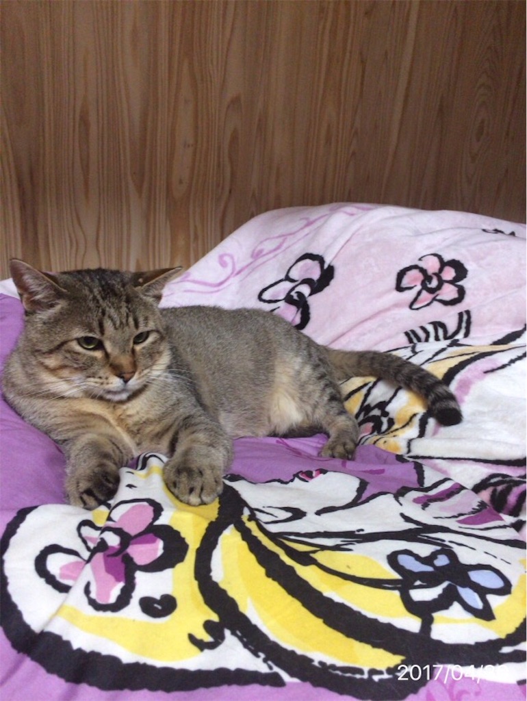 f:id:annesea:20170430012229j:image f:id:annesea:20170430012229j:image