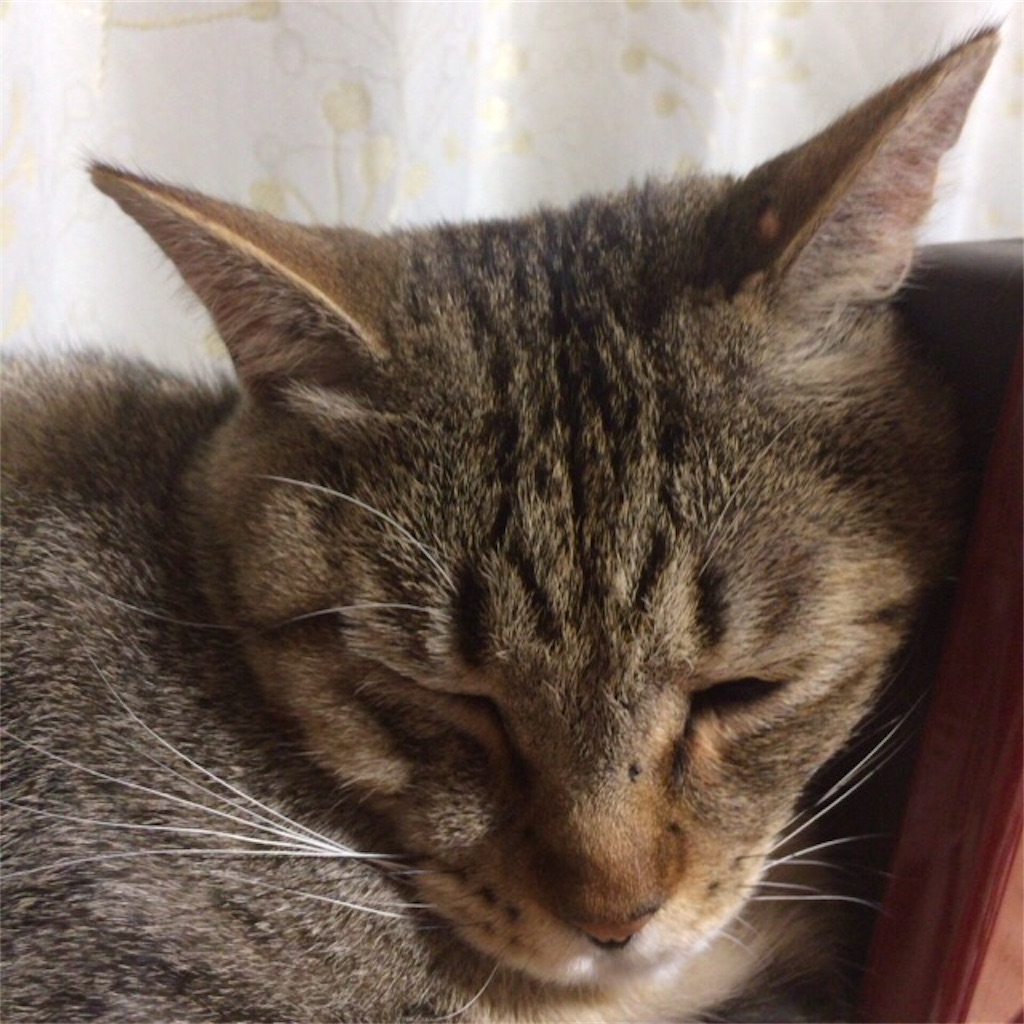 f:id:annesea:20170512002836j:image