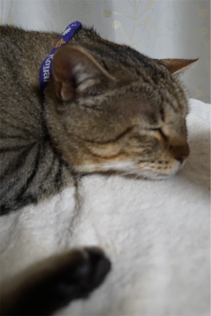 f:id:annesea:20170514021813j:image