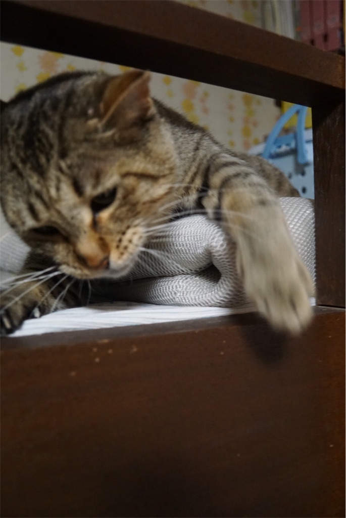 f:id:annesea:20170526223901j:image