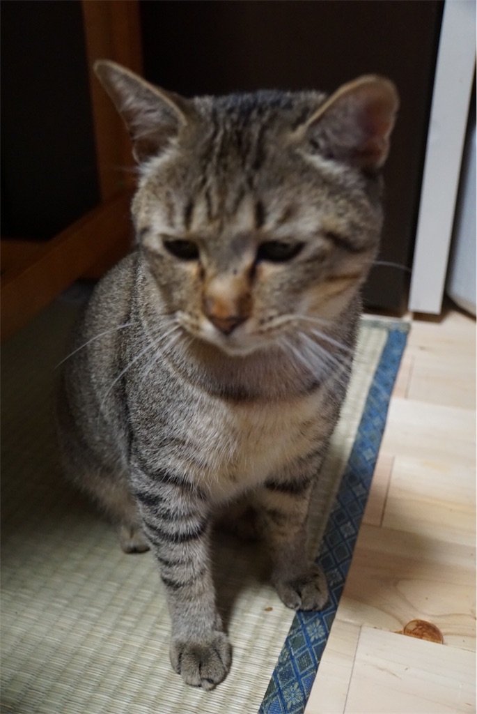 f:id:annesea:20170718220401j:image