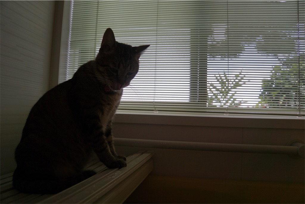 f:id:annesea:20170819172856j:image f:id:annesea:20170819172856j:image