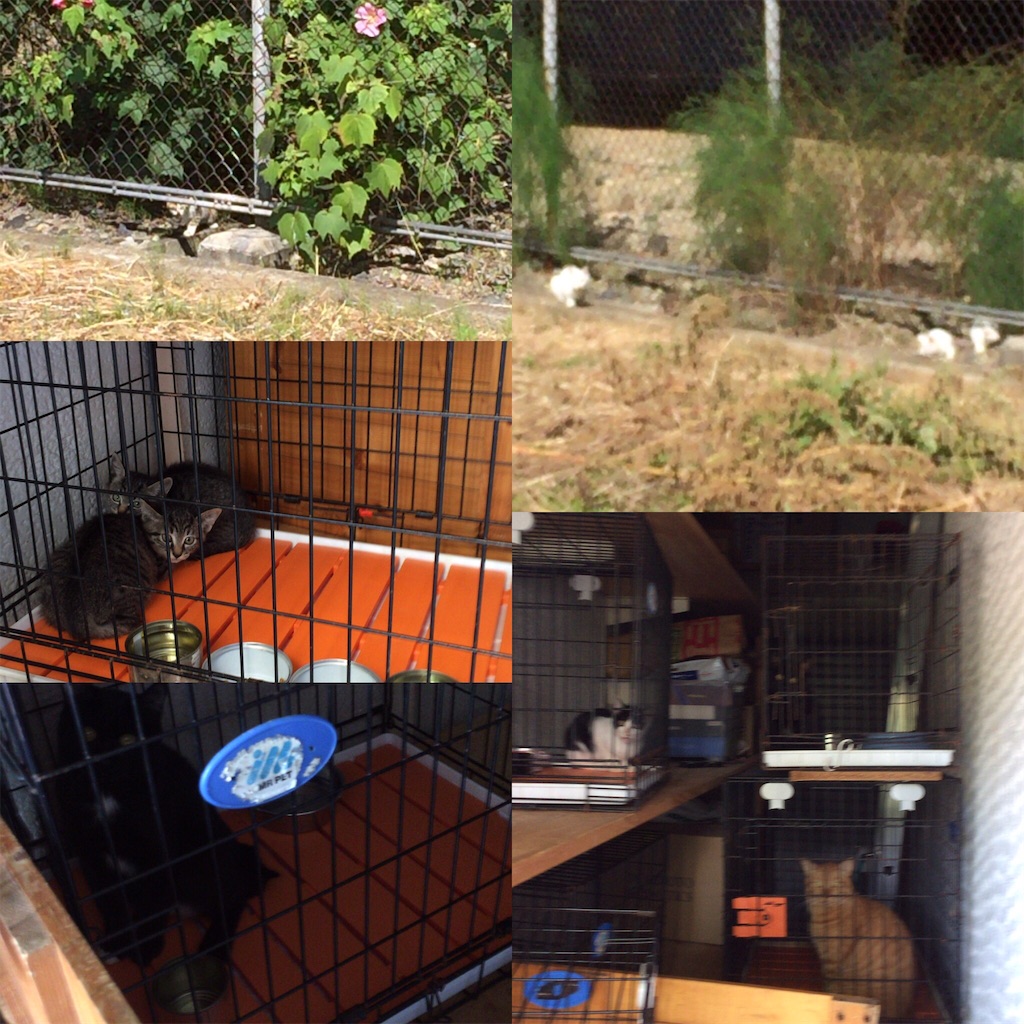 f:id:annesea:20170921222405j:image