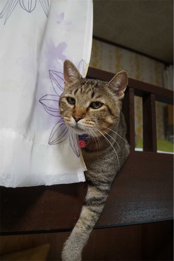 f:id:annesea:20170926213831j:image