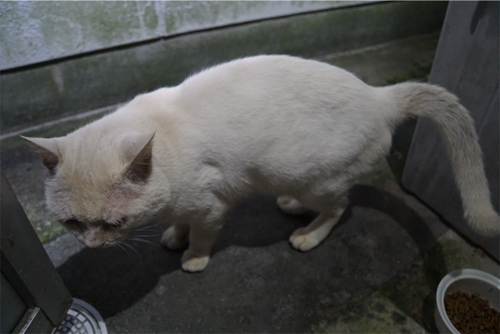 f:id:annesea:20171102162807j:image f:id:annesea:20171102162807j:image