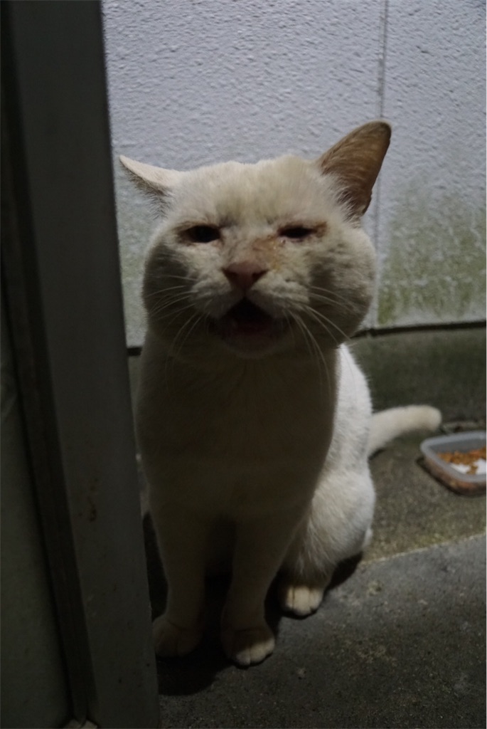 f:id:annesea:20171102162937j:image f:id:annesea:20171102162937j:image