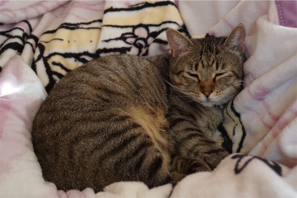 ぐうたら猫と過ごす一日 猫の名はプーチン The Silly Alley Cat S Blog