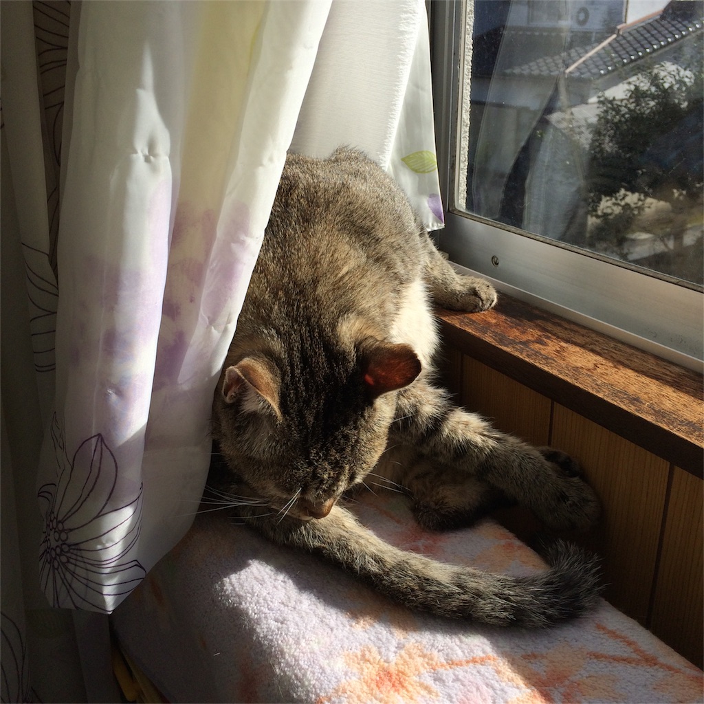 f:id:annesea:20171123141032j:image