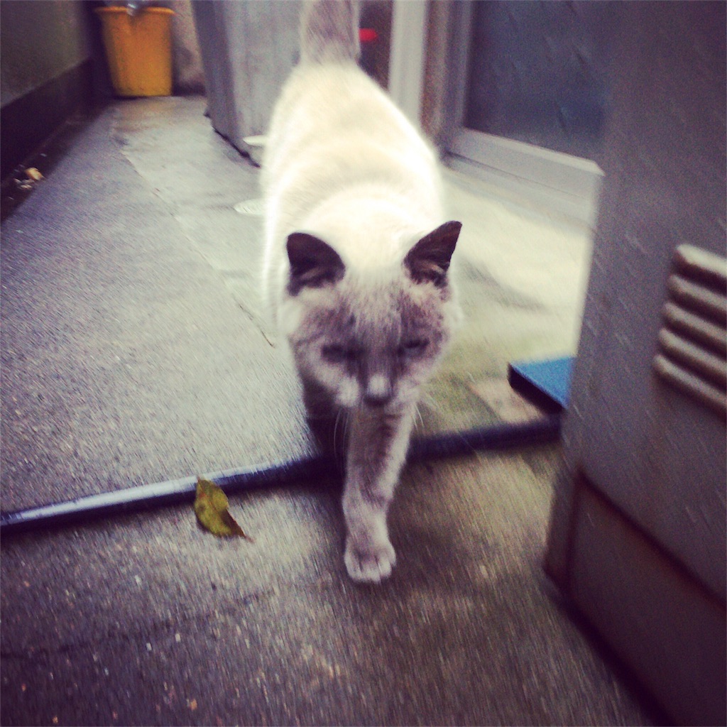 f:id:annesea:20180118000540j:image