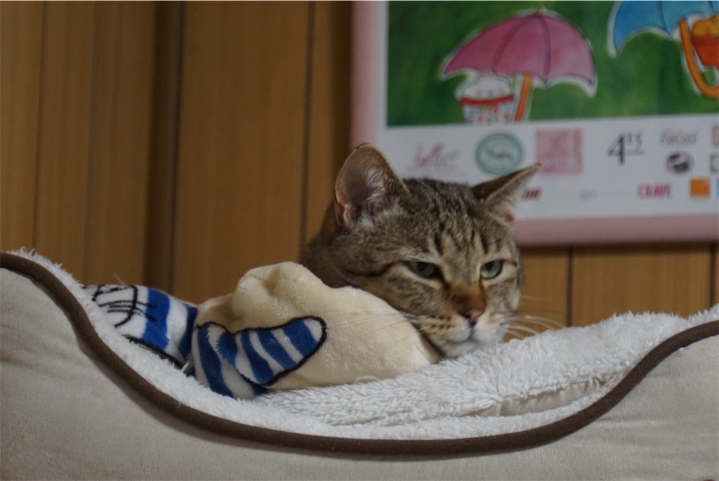 f:id:annesea:20180121230343j:image