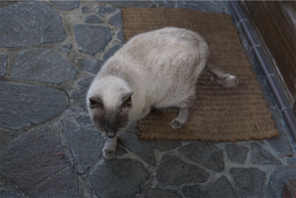 f:id:annesea:20180125213024j:image