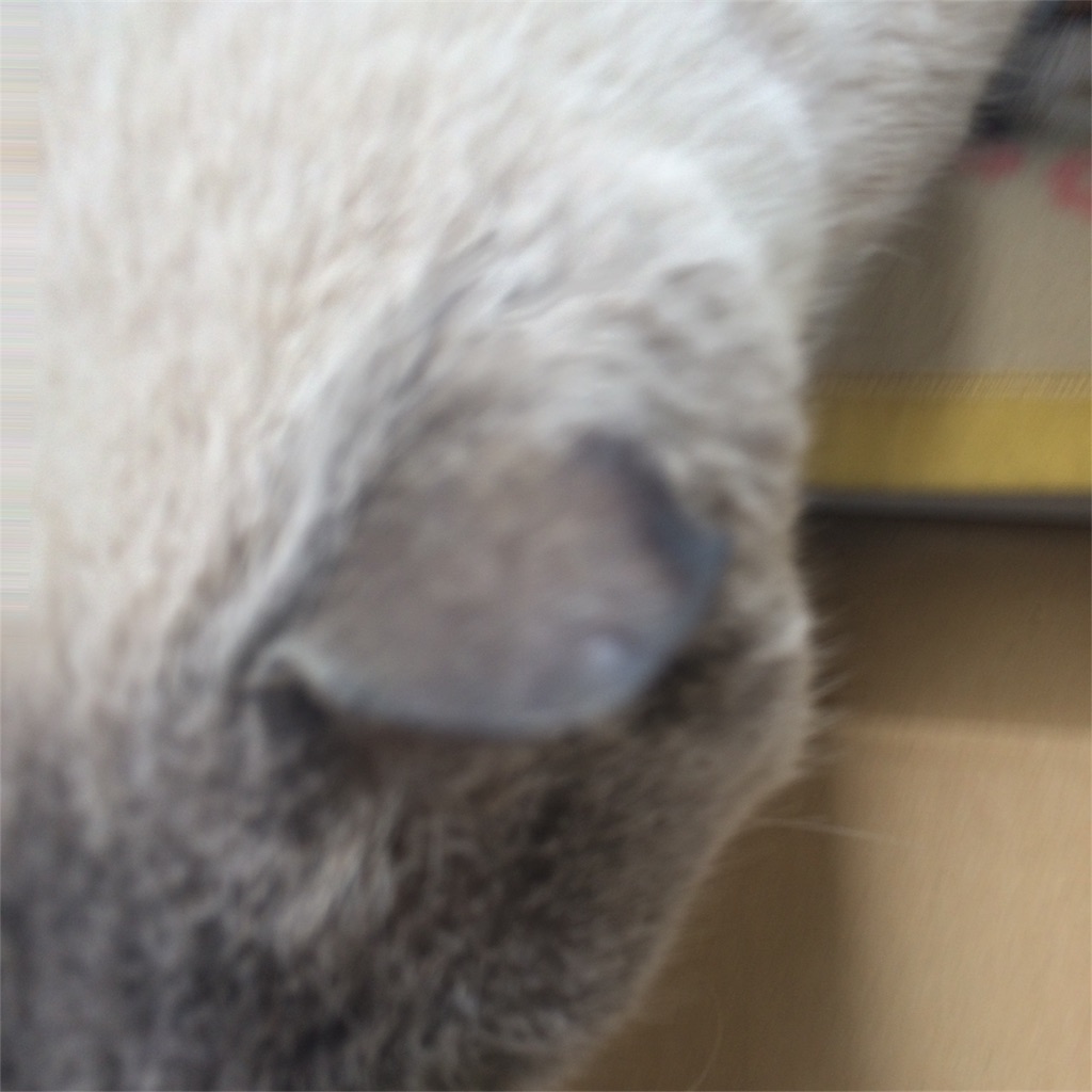f:id:annesea:20180201225816j:image