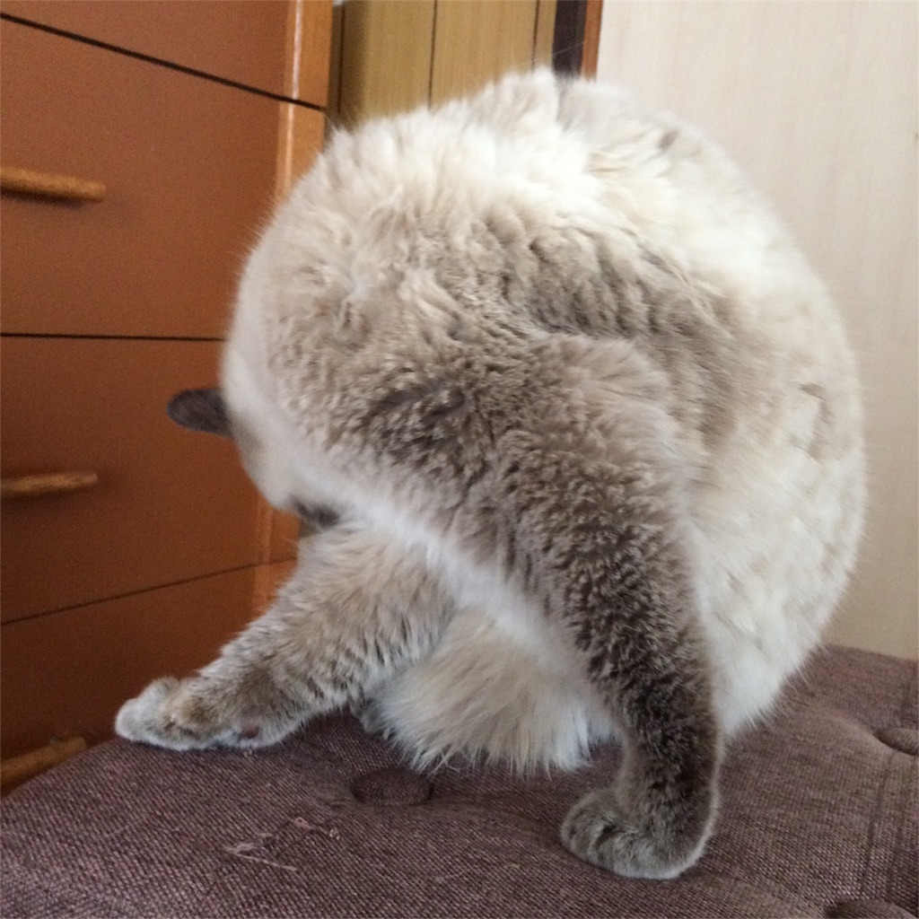 f:id:annesea:20180206220736j:image