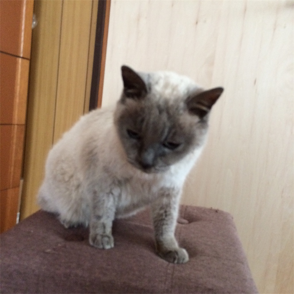 f:id:annesea:20180206220833j:image
