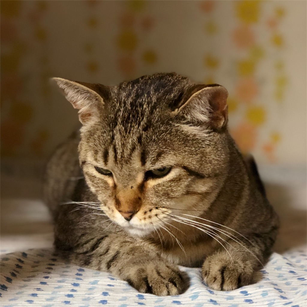 f:id:annesea:20180411215059j:image f:id:annesea:20180411215059j:image