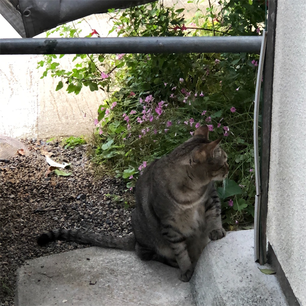 f:id:annesea:20180623154543j:image